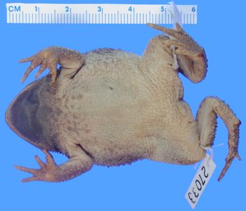 Media type: image; Herpetology A-27033